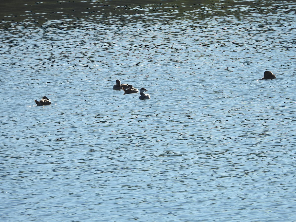 Horned Grebe - ML290424661