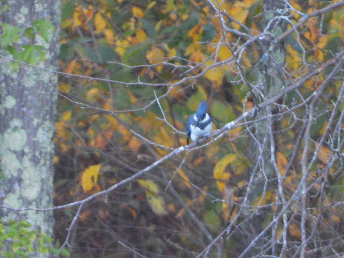 Belted Kingfisher - ML290425551