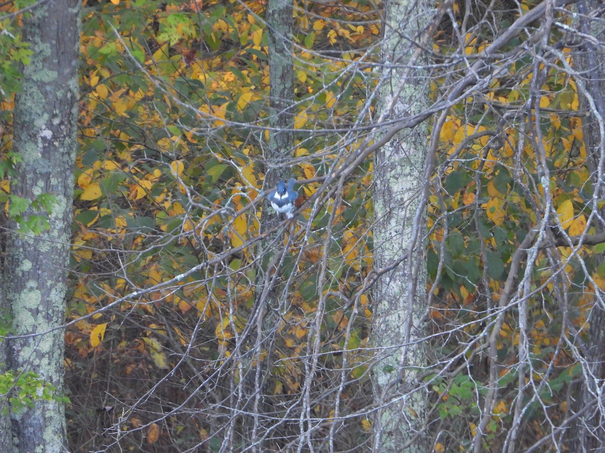 Belted Kingfisher - ML290425611