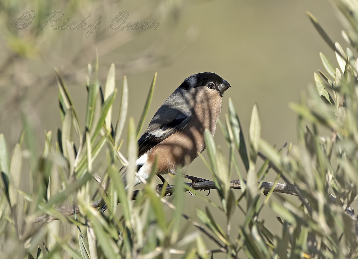 אדמון מובהק - ML290426271
