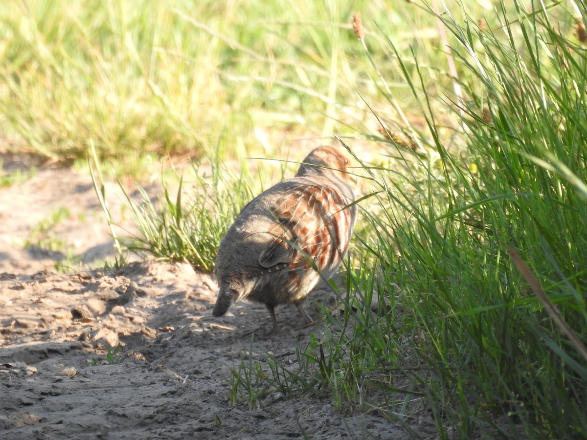 Gray Partridge - ML290426471