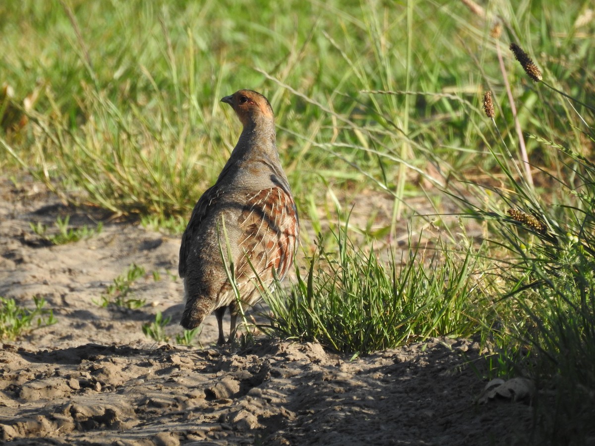 Gray Partridge - ML290426511