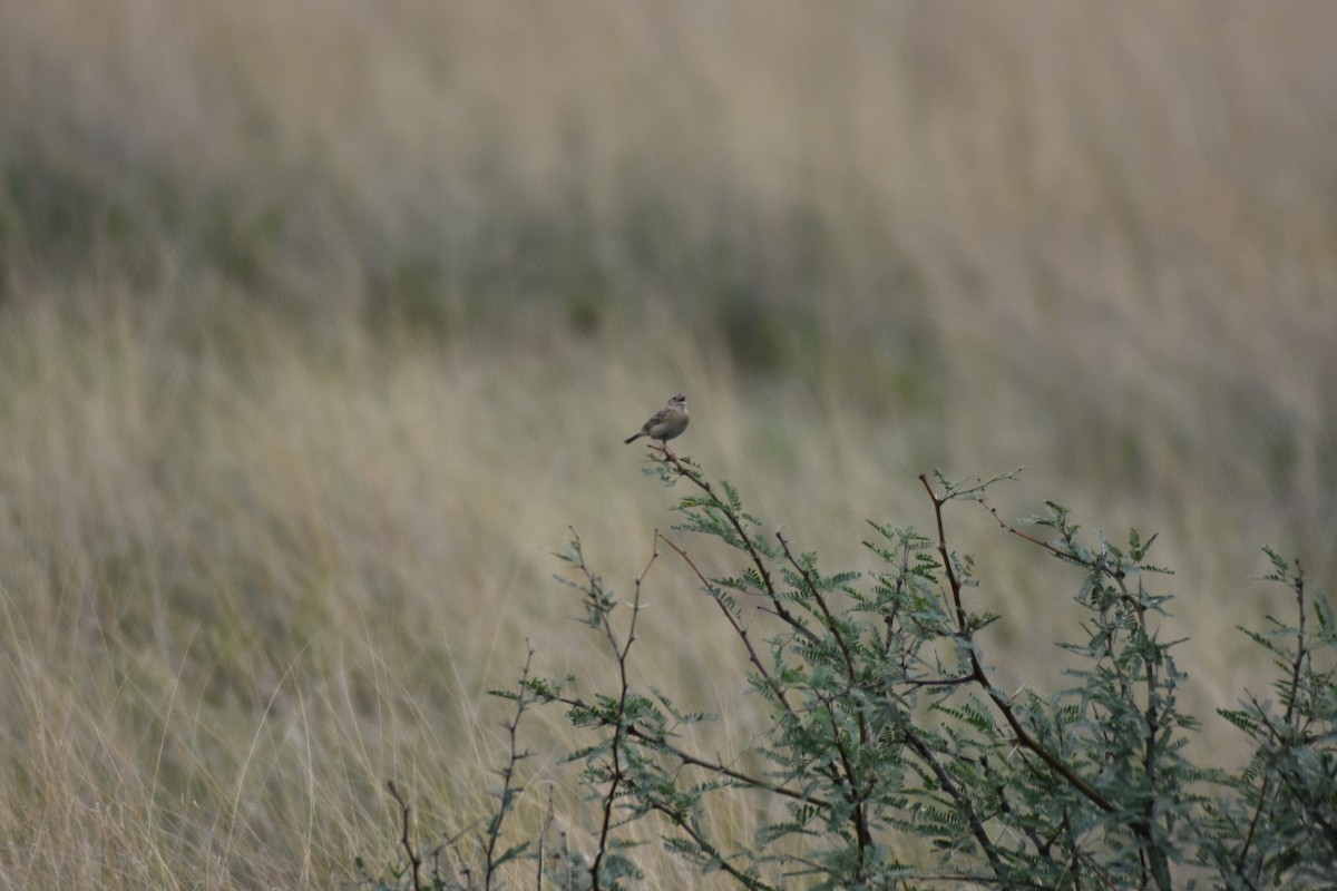 Grasshopper Sparrow - Drew Beamer