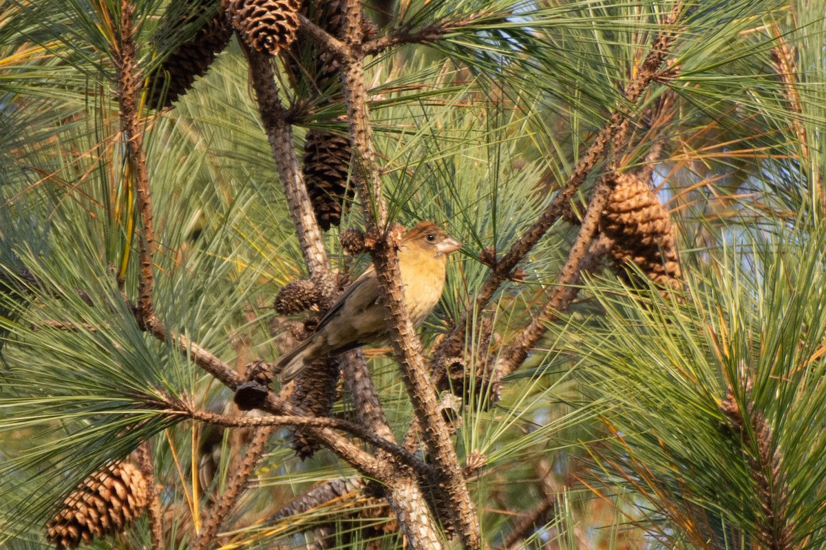 Blue Grosbeak - ML290429101
