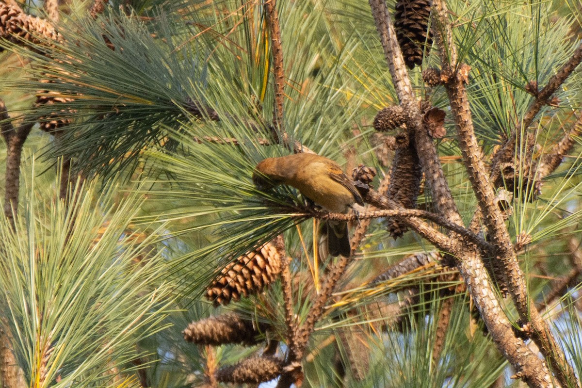 Blue Grosbeak - ML290429111