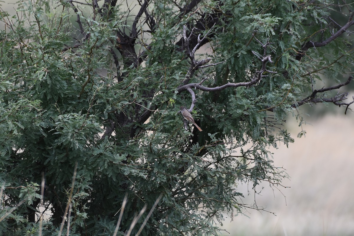 Ash-throated Flycatcher - ML290429131