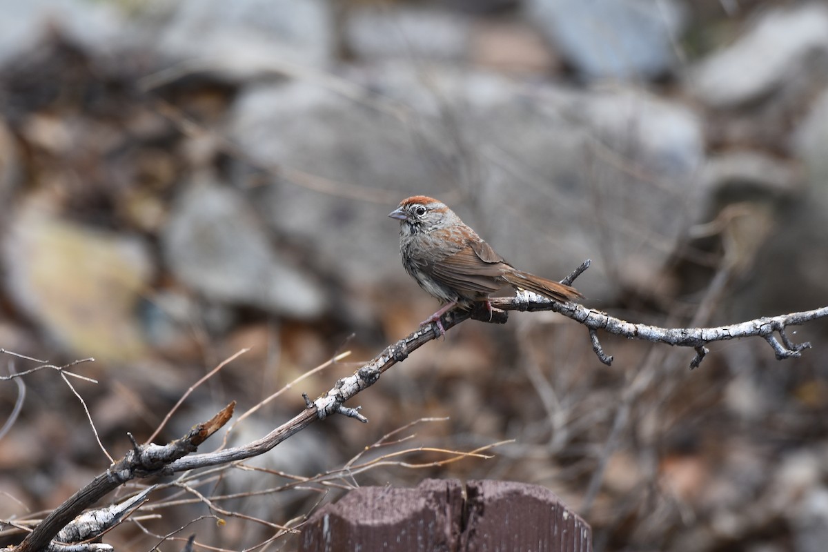 Rufous-crowned Sparrow - ML290431431