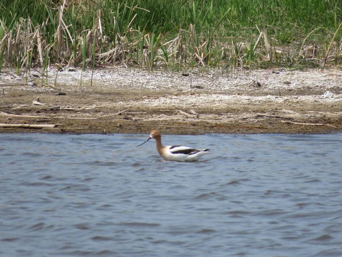 American Avocet - ML29043241