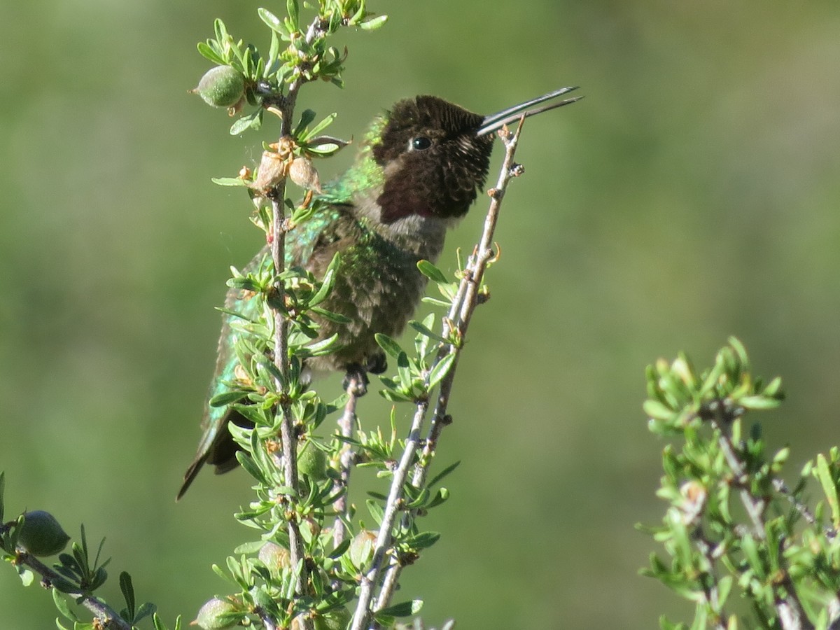 Anna's Hummingbird - ML29043251