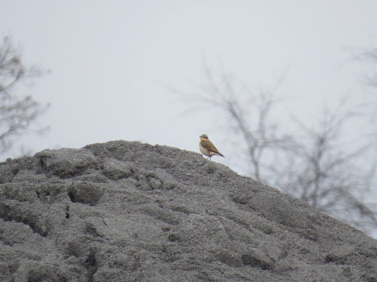 Northern Wheatear - Michael David