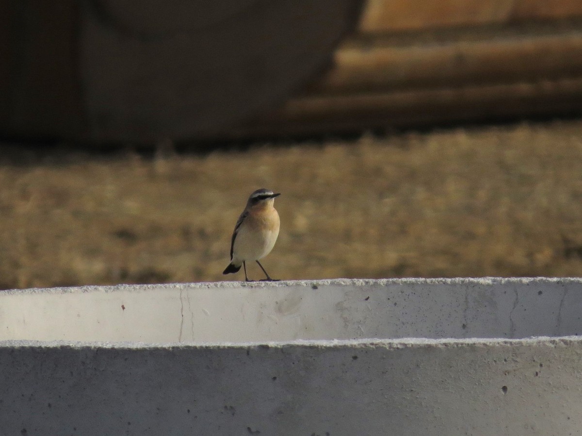 Northern Wheatear - ML290432551