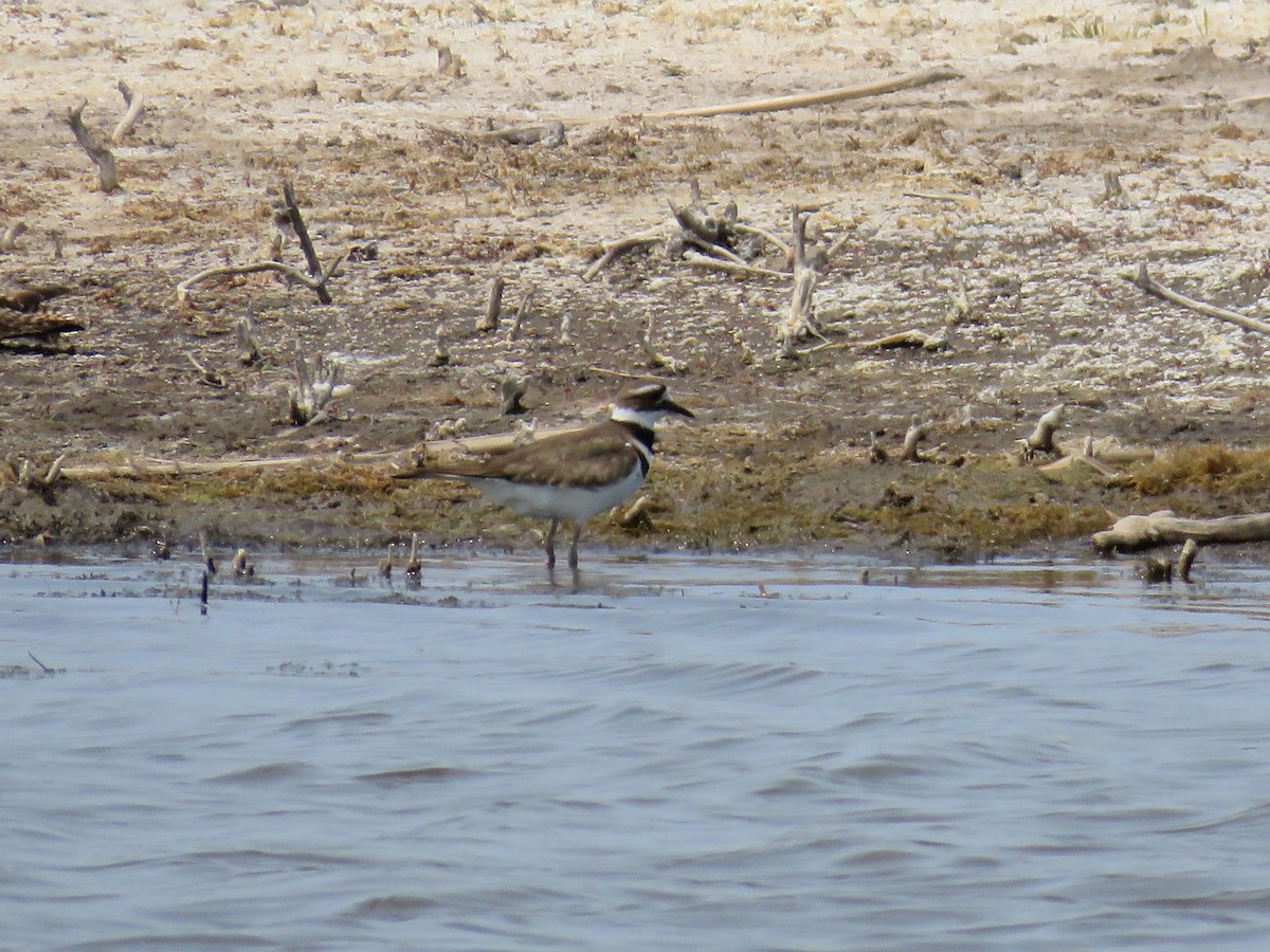 Killdeer - ML29043301