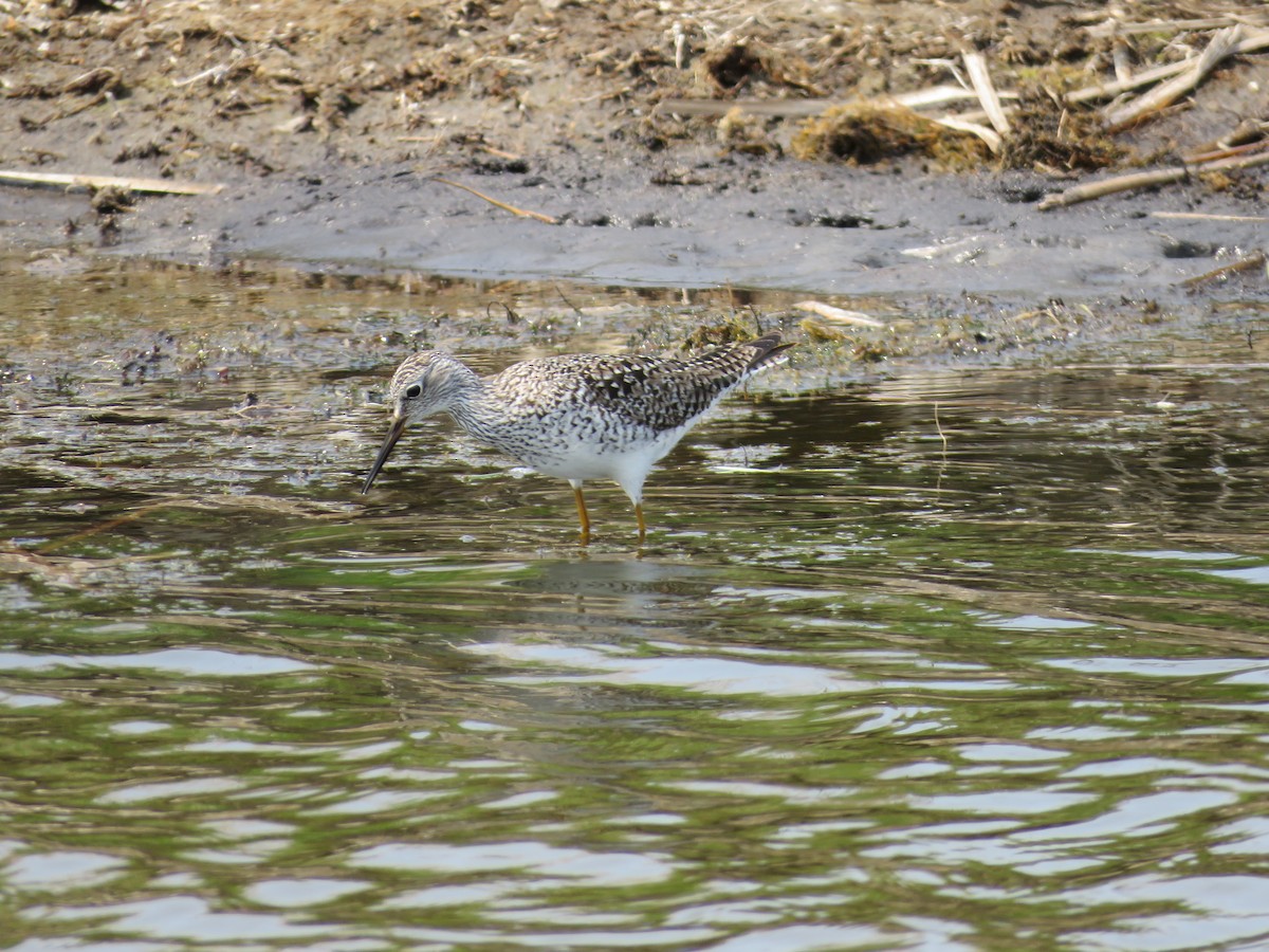 Lesser Yellowlegs - Jason Hill
