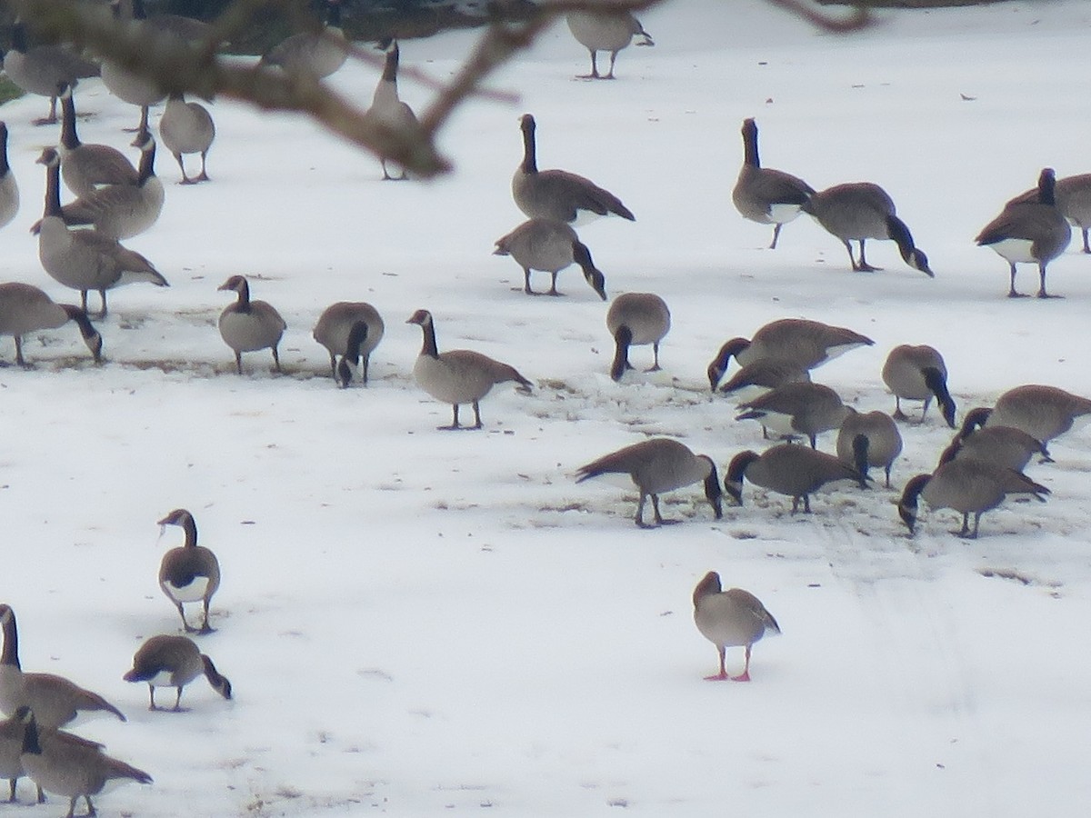 Tundra Bean-Goose - ML290434881