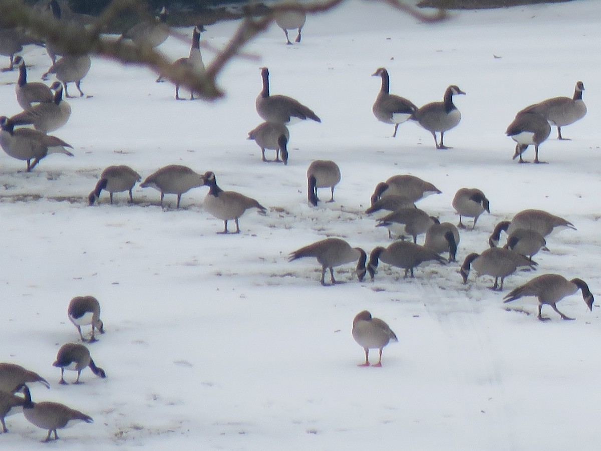 Tundra Bean-Goose - ML290434891