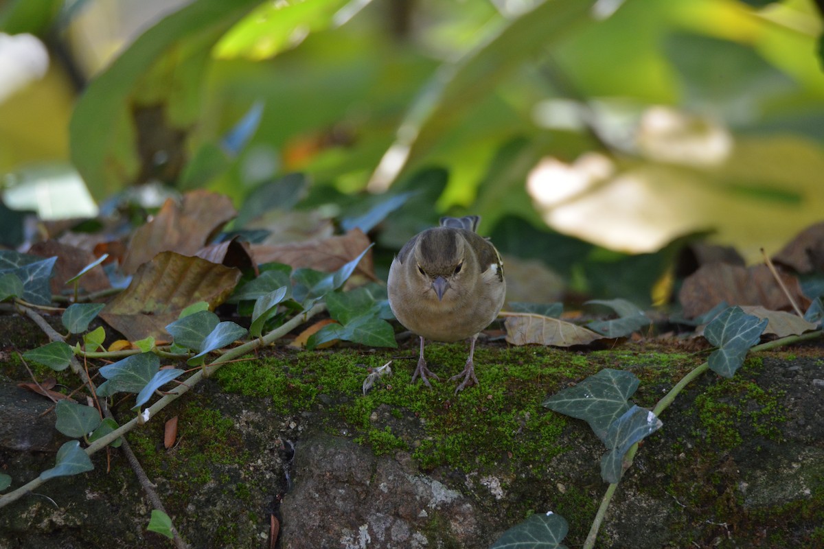 Common Chaffinch - ML290436791