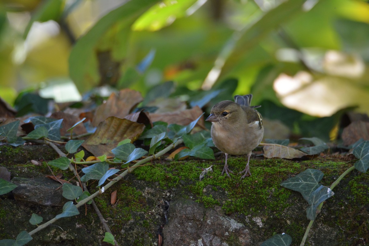 Common Chaffinch - ML290436811