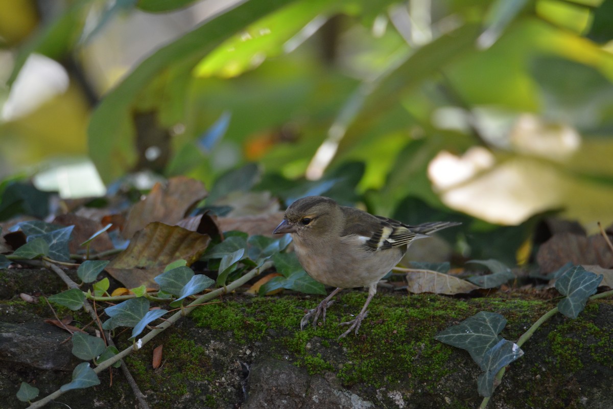 Common Chaffinch - ML290436821