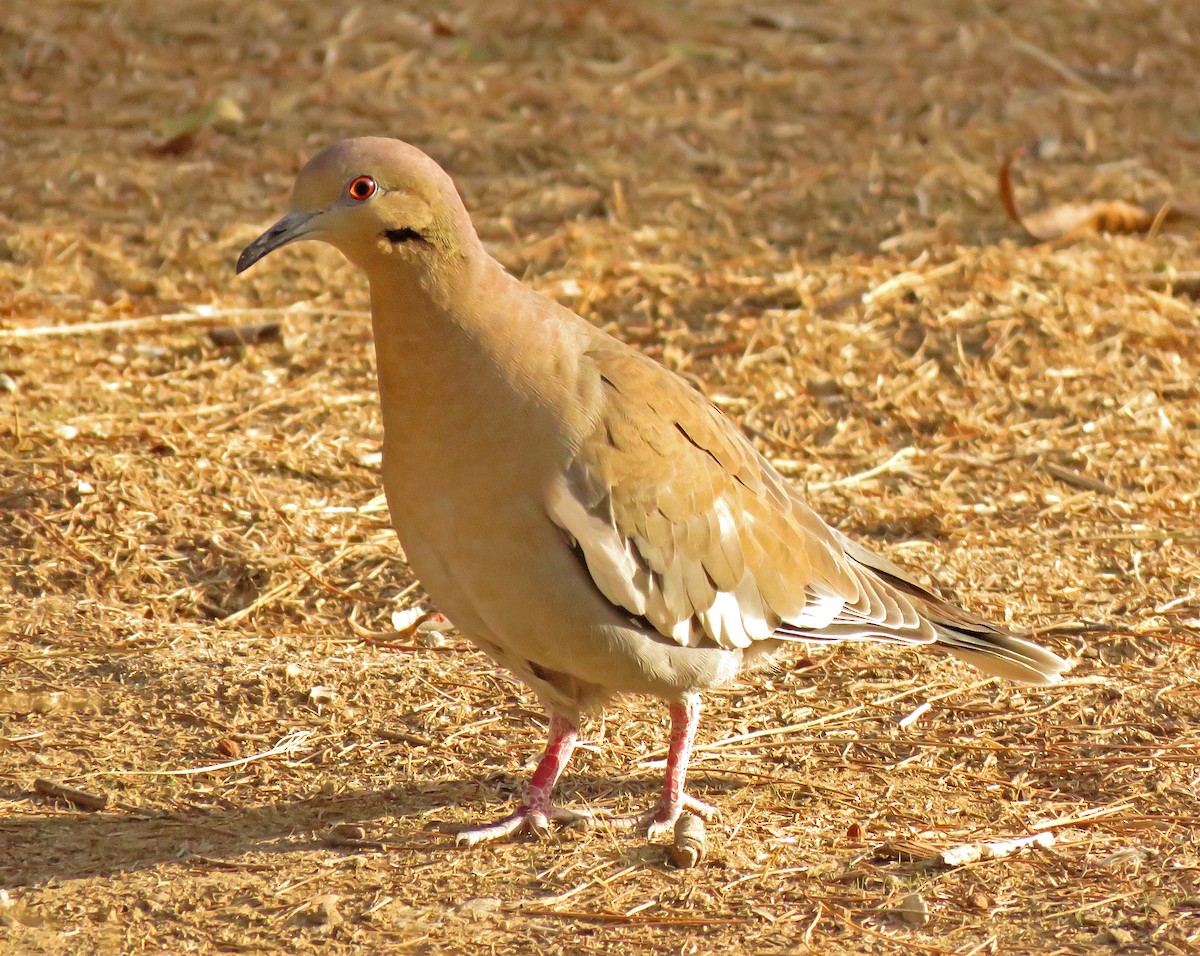 White-winged Dove - Diane Drobka