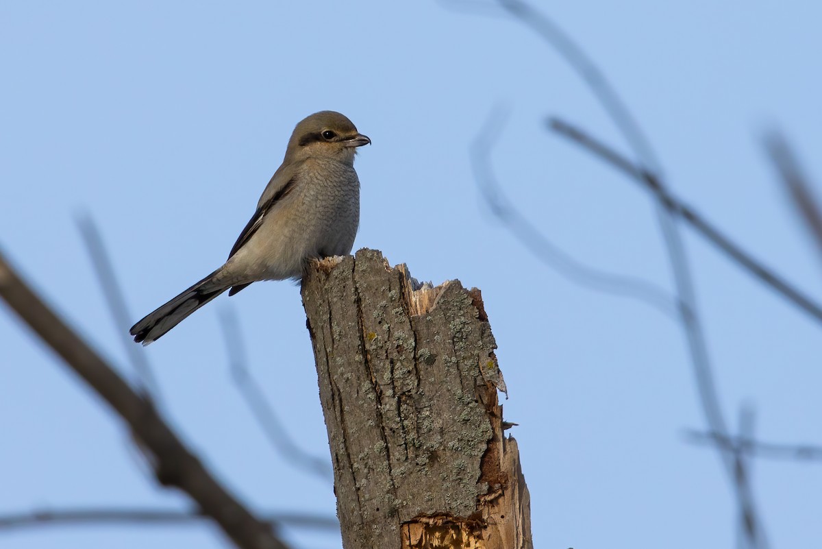 Northern Shrike - ML290438561