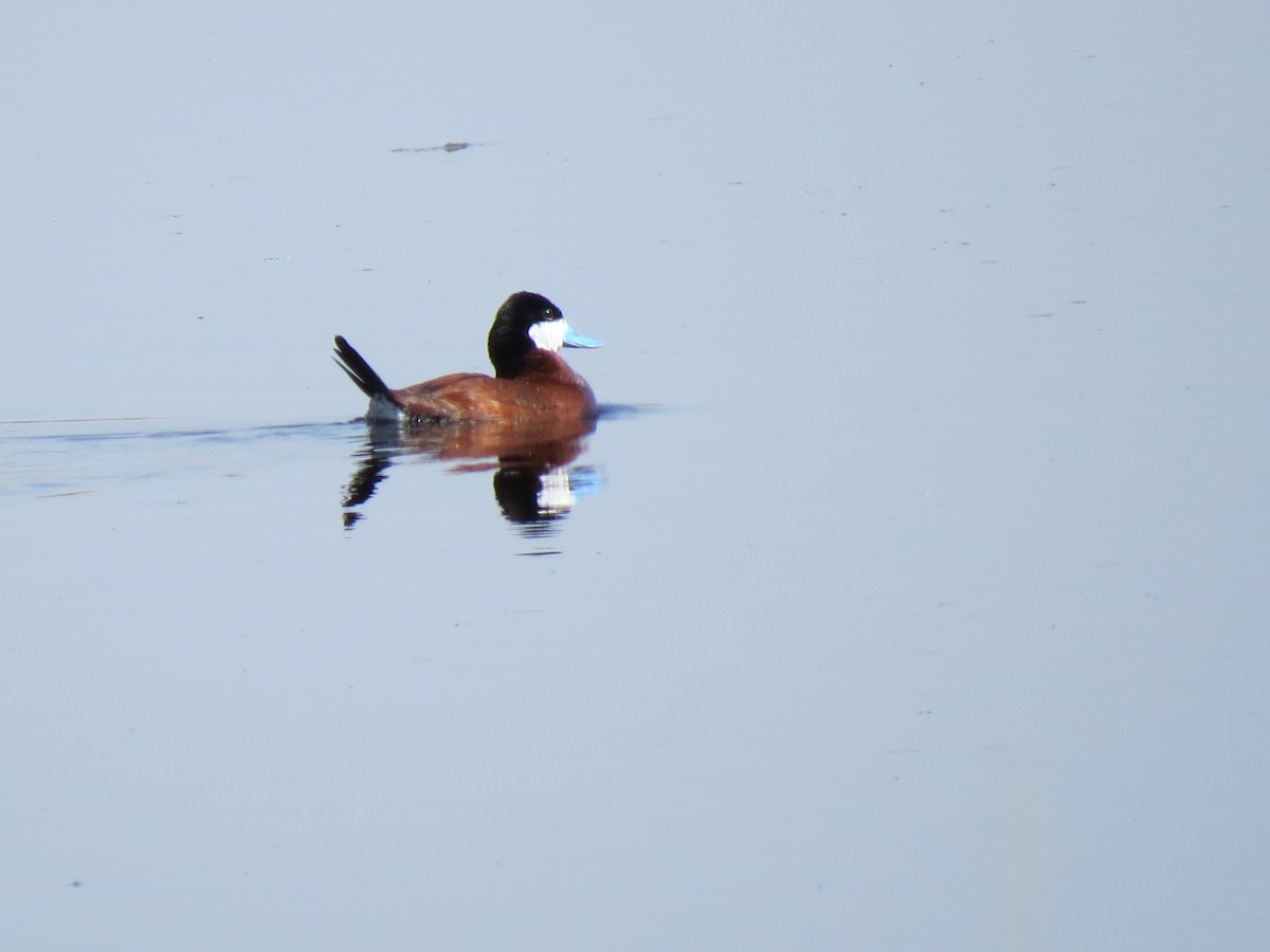 Ruddy Duck - Dana  Schroeder