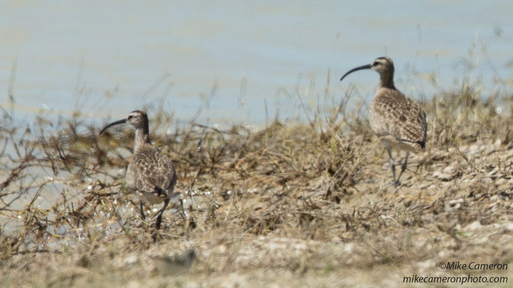 Whimbrel - ML29044171