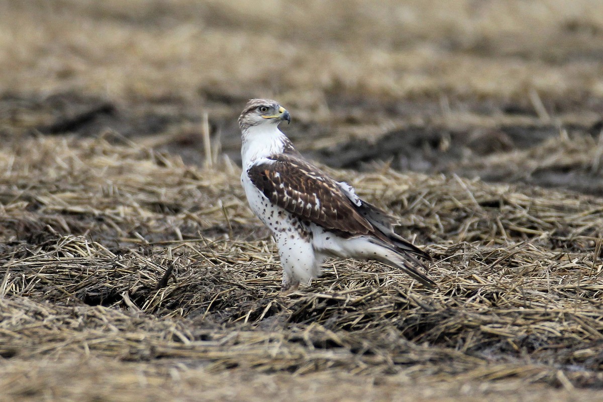 Ferruginous Hawk - Timothy P. Jones