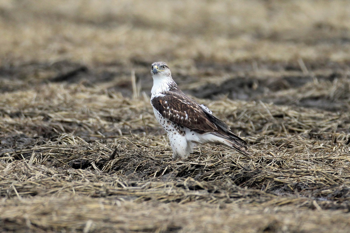 Ferruginous Hawk - ML290441921