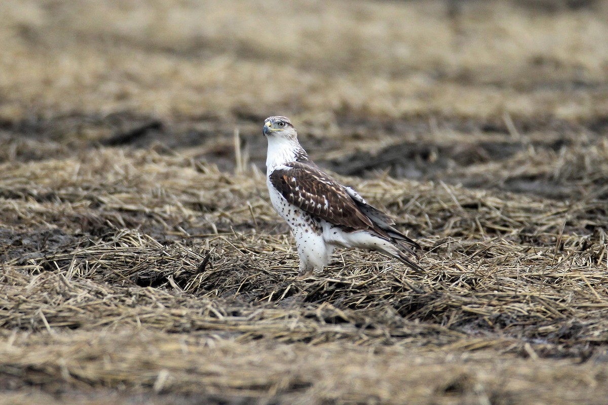 Königsbussard - ML290441951