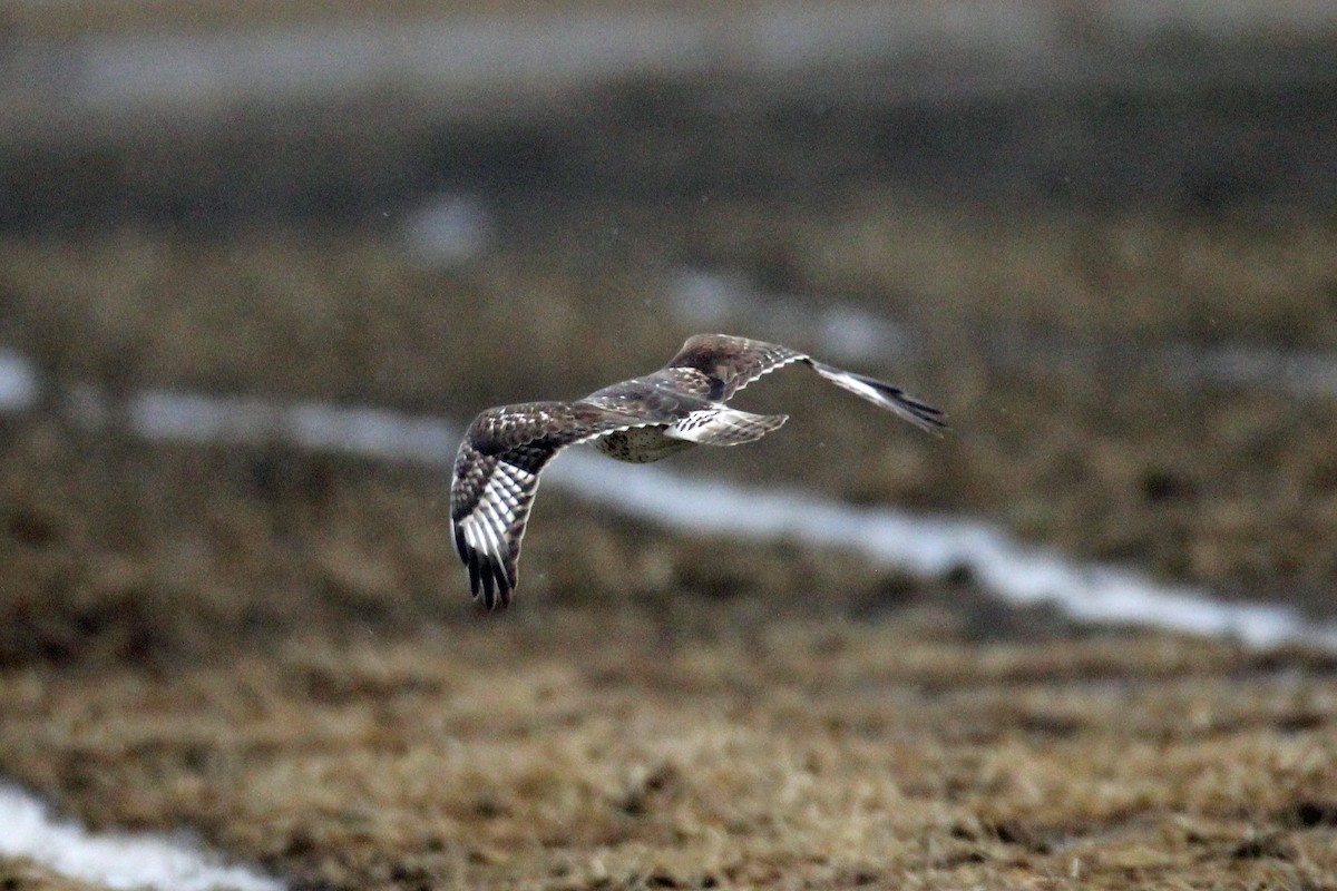 Ferruginous Hawk - ML290441961