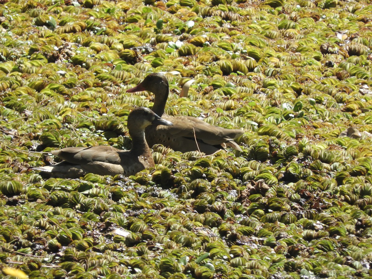 Brazilian Teal - Ana Verónica Arburúas