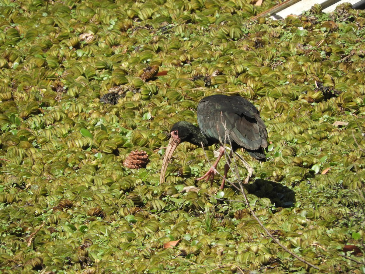 ibis tmavý - ML290443681