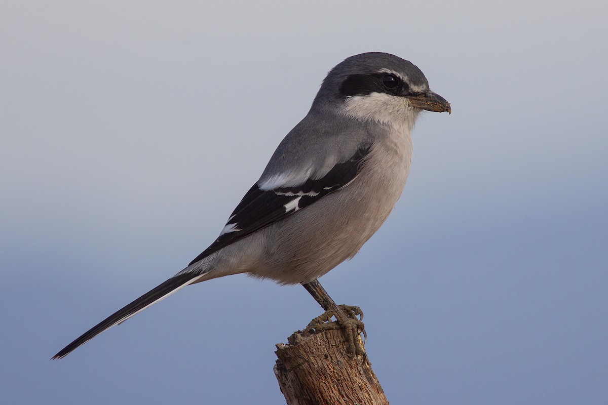 Iberian Gray Shrike - ML290444941