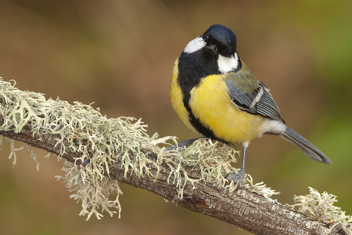 Great Tit - ML290445091