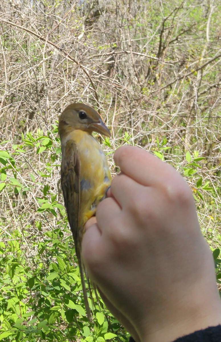 Summer Tanager - ML29044521