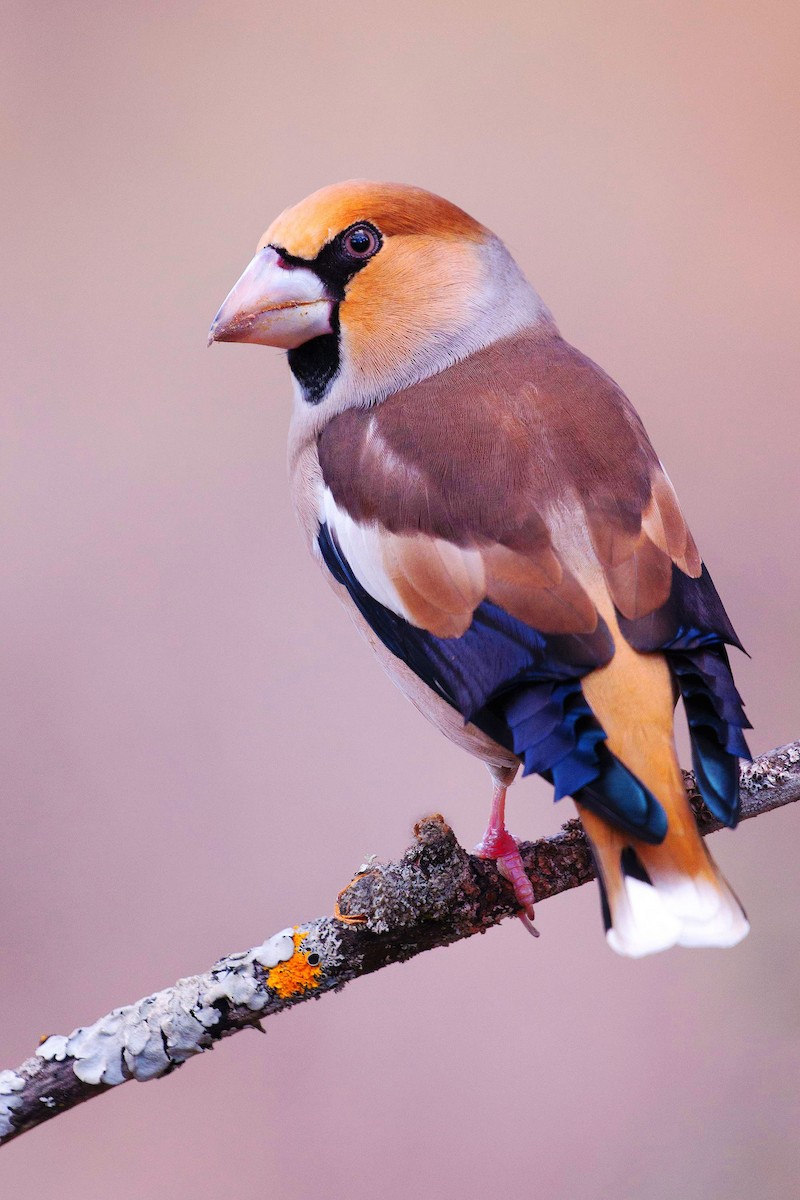 Hawfinch - ML290445351