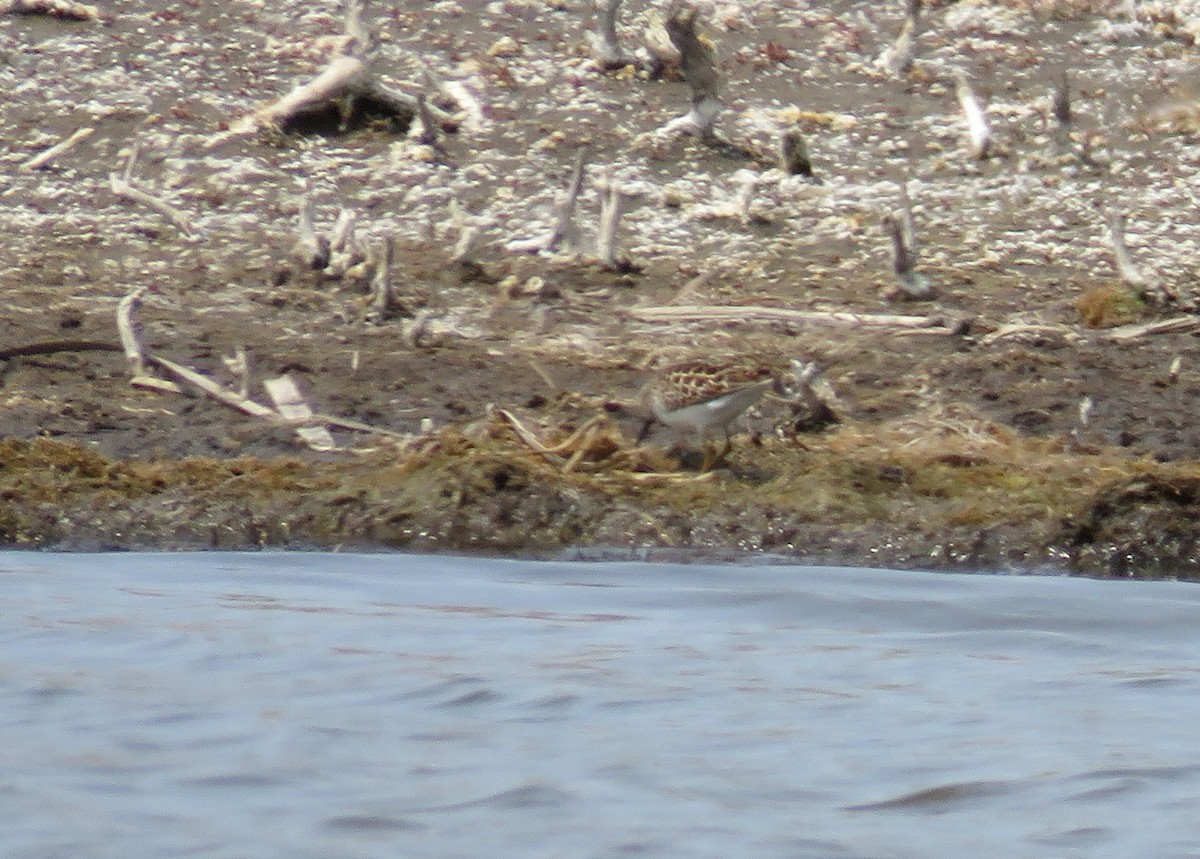 Least Sandpiper - ML29044701