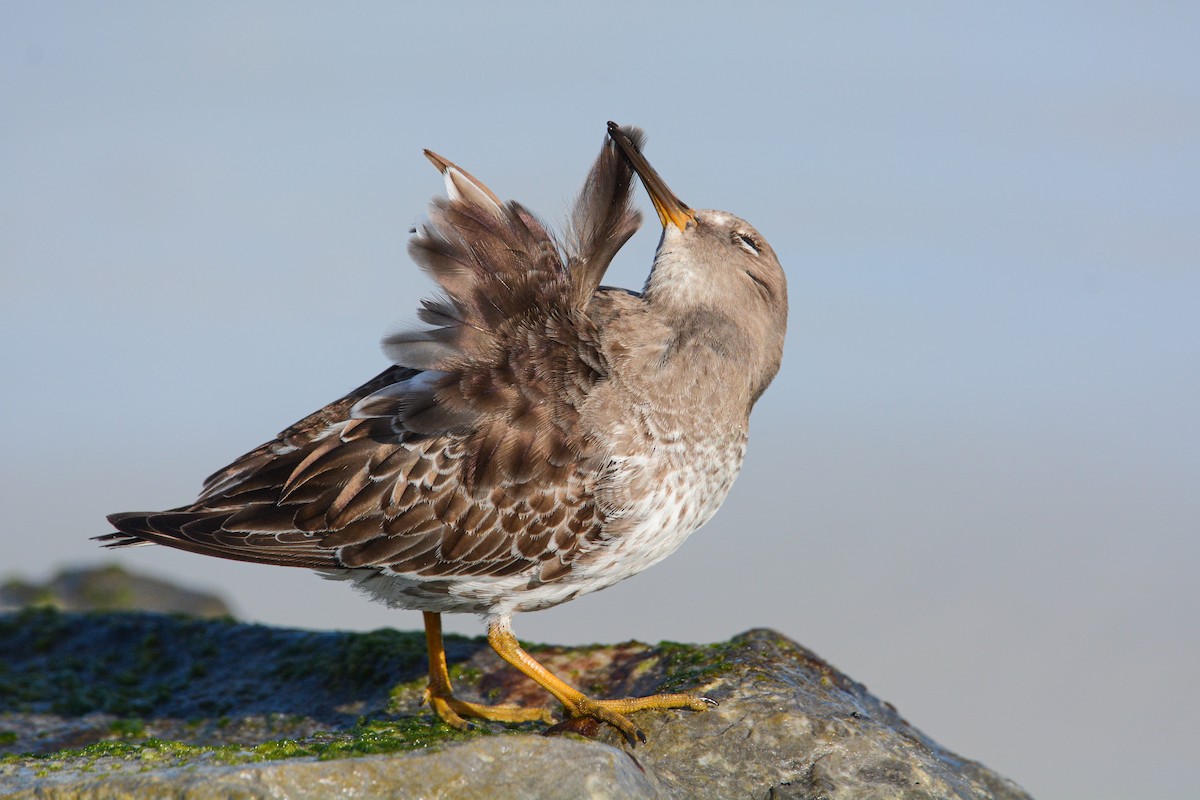 Meerstrandläufer - ML290450431