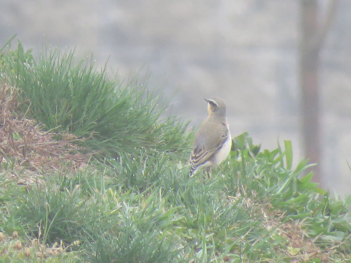 Northern Wheatear - Debbie Beer