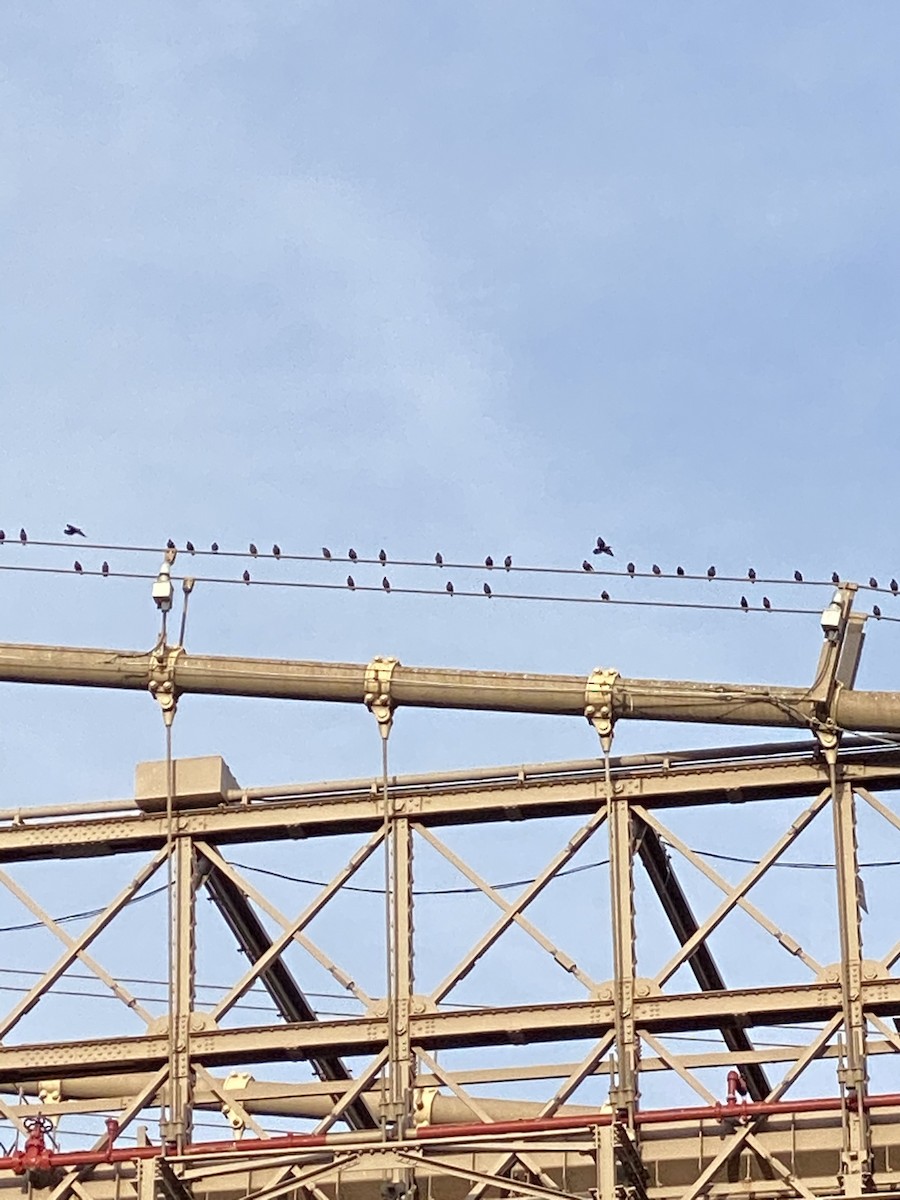 Хар тодол - ML290451641