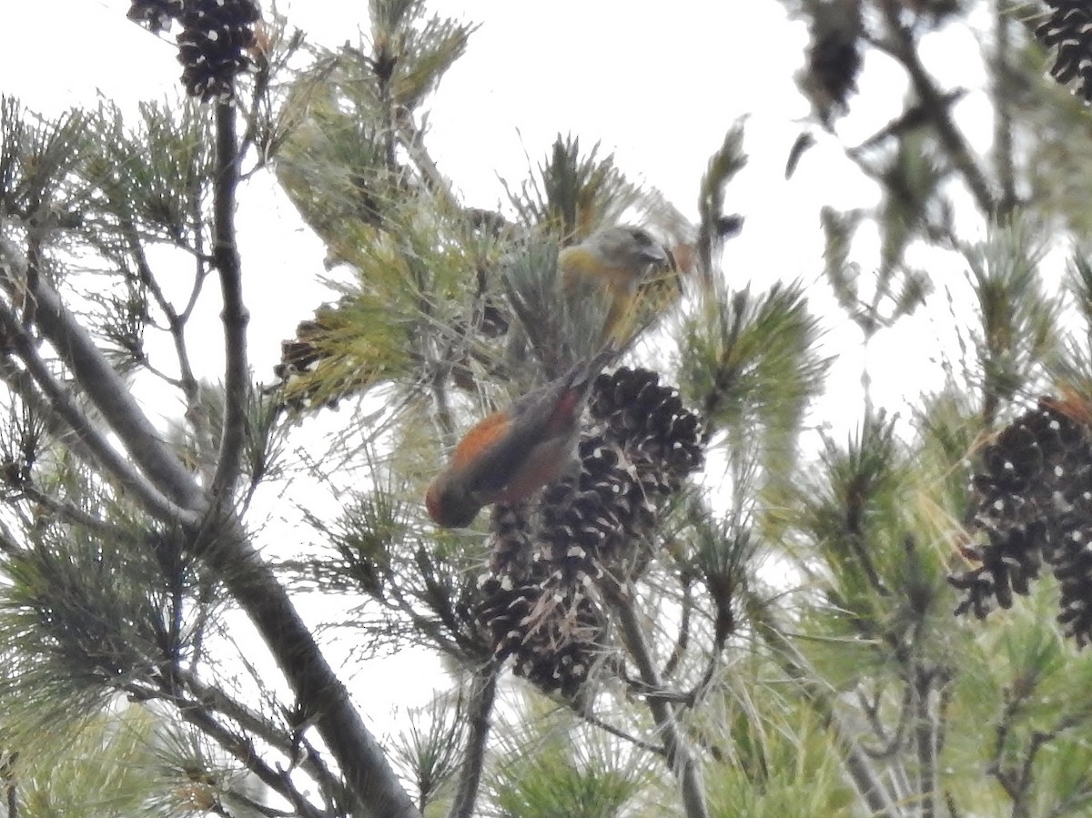 Red Crossbill - ML290453891