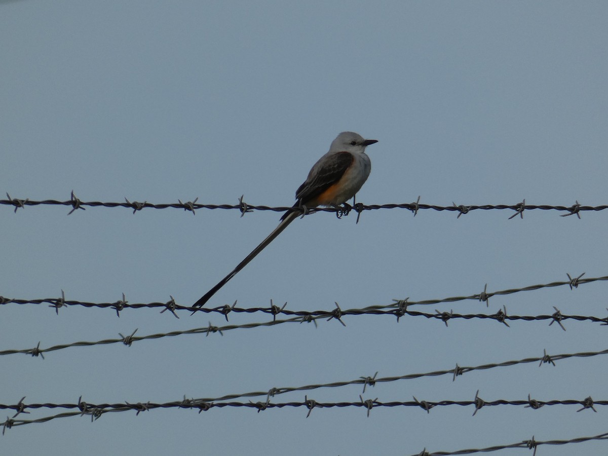 Scissor-tailed Flycatcher - ML290455291