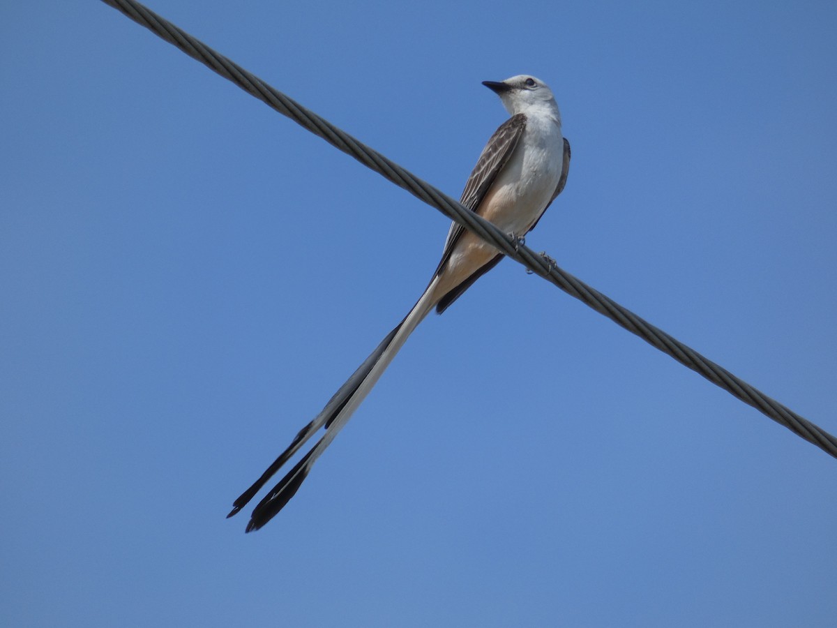 Scissor-tailed Flycatcher - ML290455321