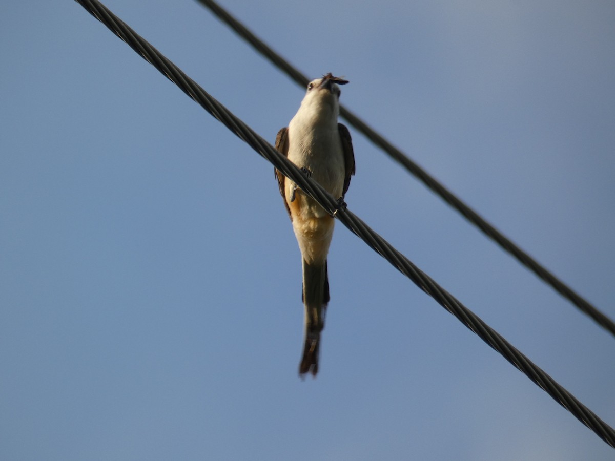 Scissor-tailed Flycatcher - ML290455361