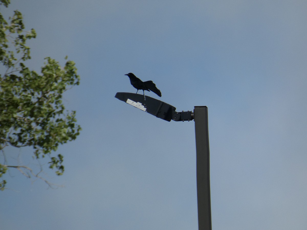 Great-tailed Grackle - ML290456291