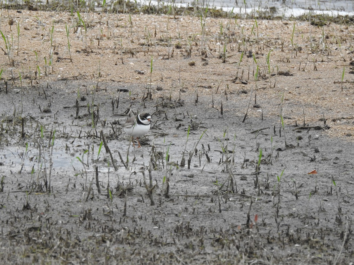 Semipalmated Plover - ML29045691