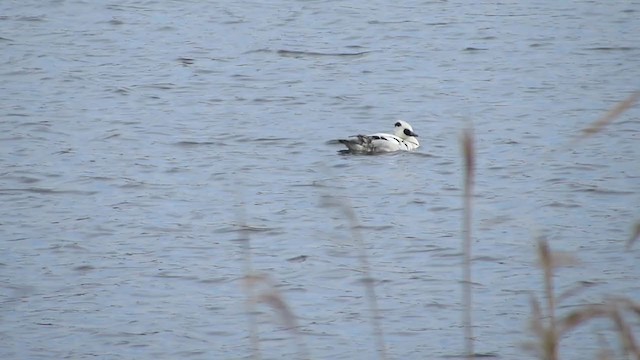 Serreta Chica - ML290458201