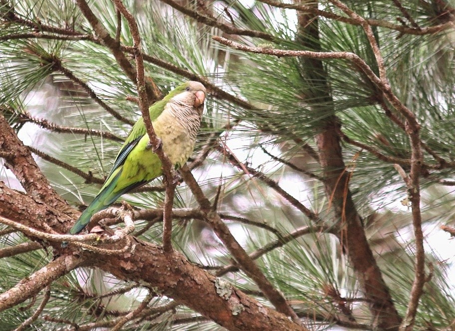 Monk Parakeet - ML290458701