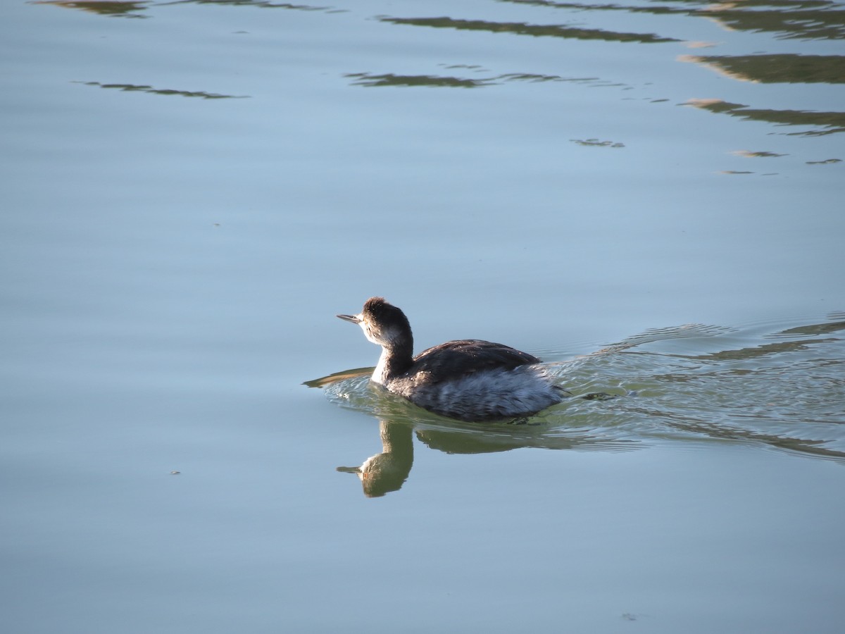 Eared Grebe - ML290463011