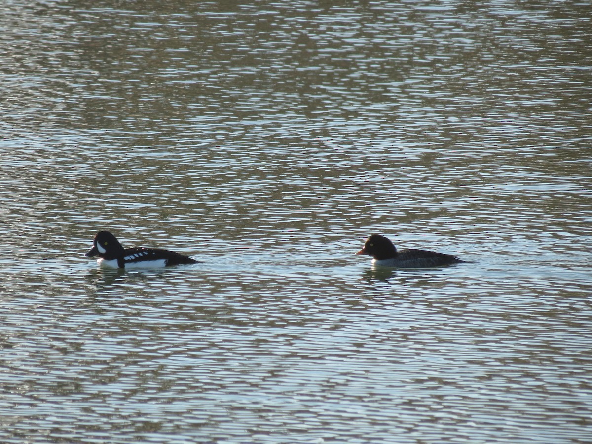 Barrow's Goldeneye - ML290463141